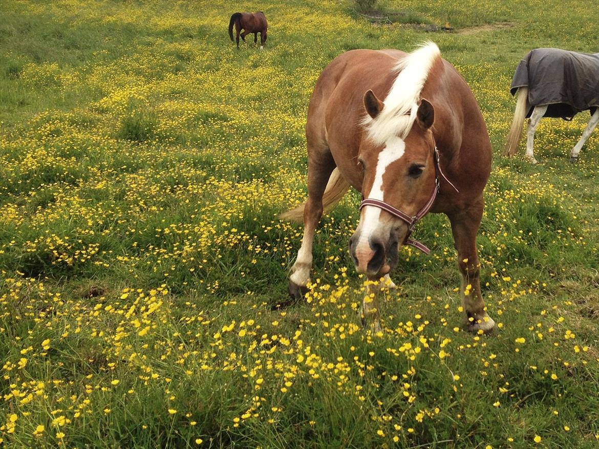 Haflinger Nina [Himmelhest] billede 12