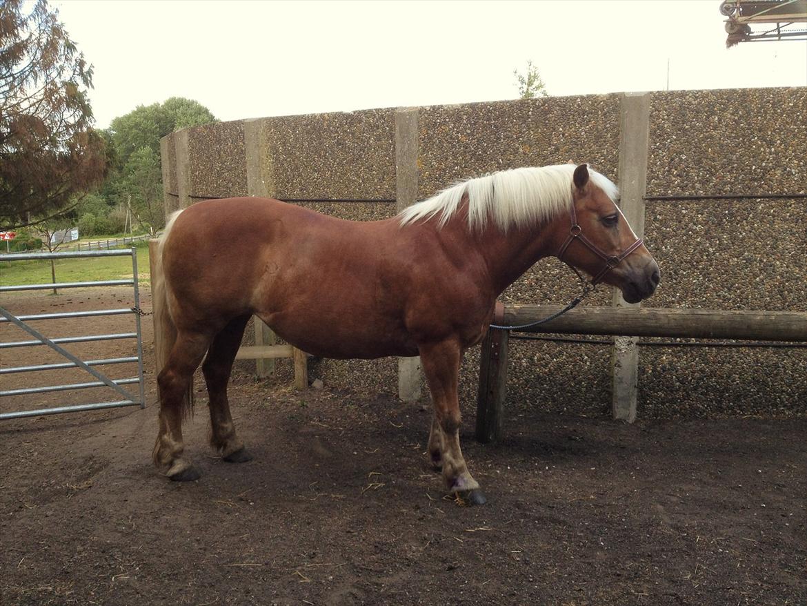 Haflinger Nina [Himmelhest] billede 13