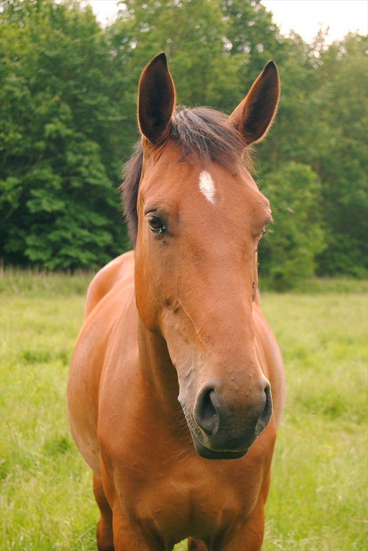 Anden særlig race Coco - Juni 2012 billede 1