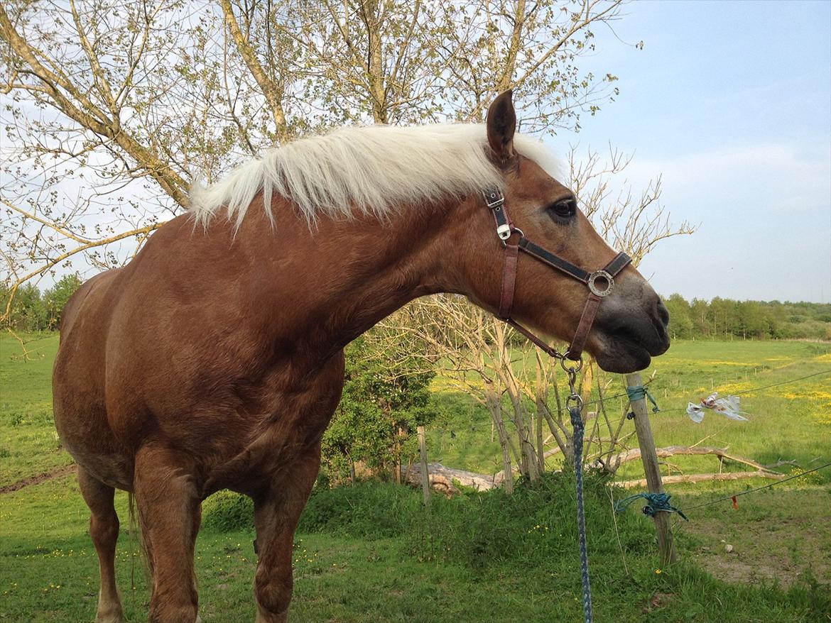 Haflinger Nina [Himmelhest] billede 18
