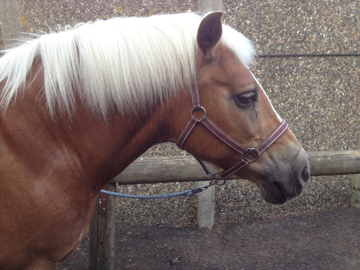 Haflinger Nina [Himmelhest] billede 10