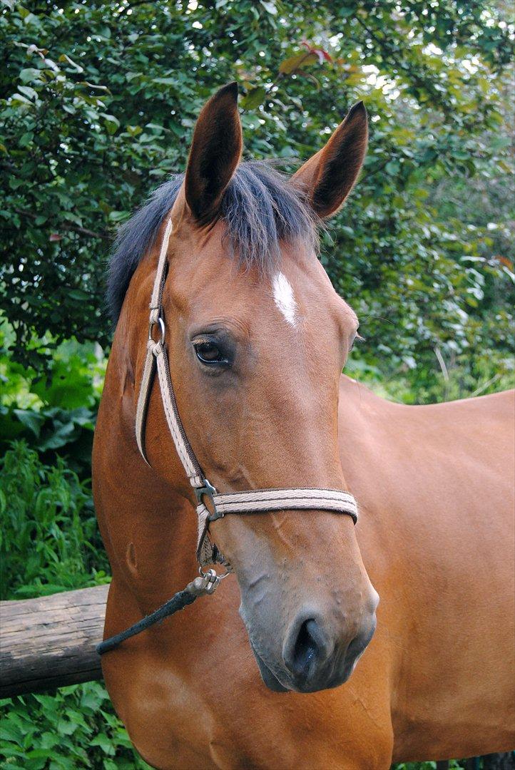 Anden særlig race Coco billede 8