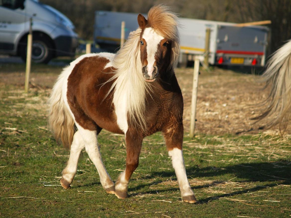 Shetlænder Berta - April 2012. billede 14