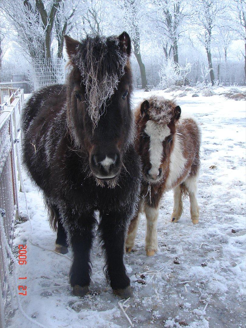 Shetlænder Berta - Januar 2006. Berta er ½ år gammel. billede 16