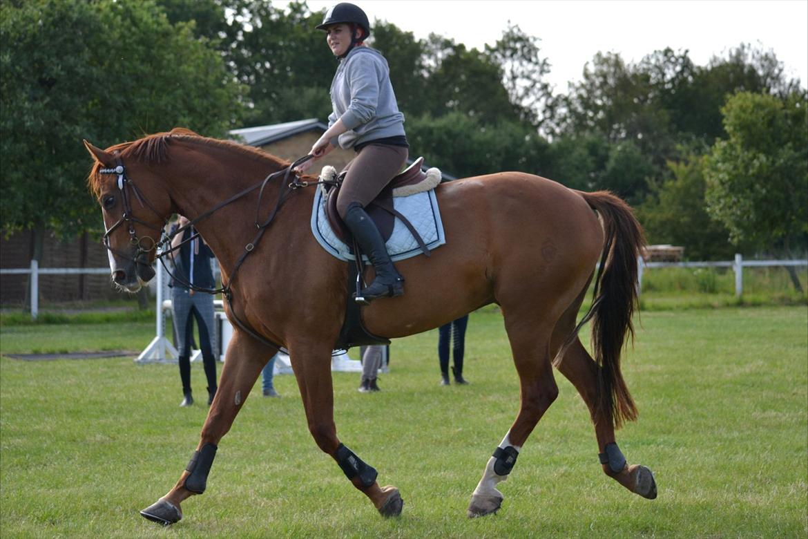 Westfaler Hovgaards Red Moon billede 4