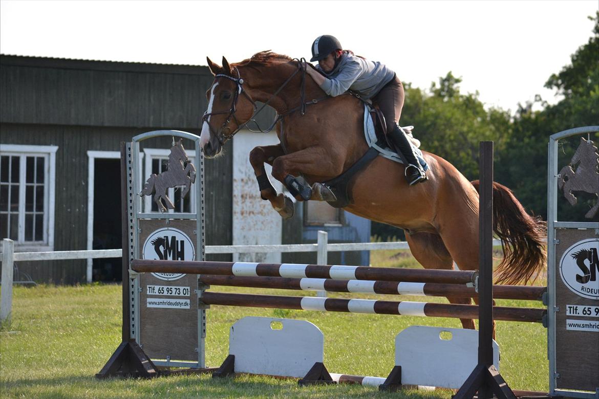 Westfaler Hovgaards Red Moon billede 5