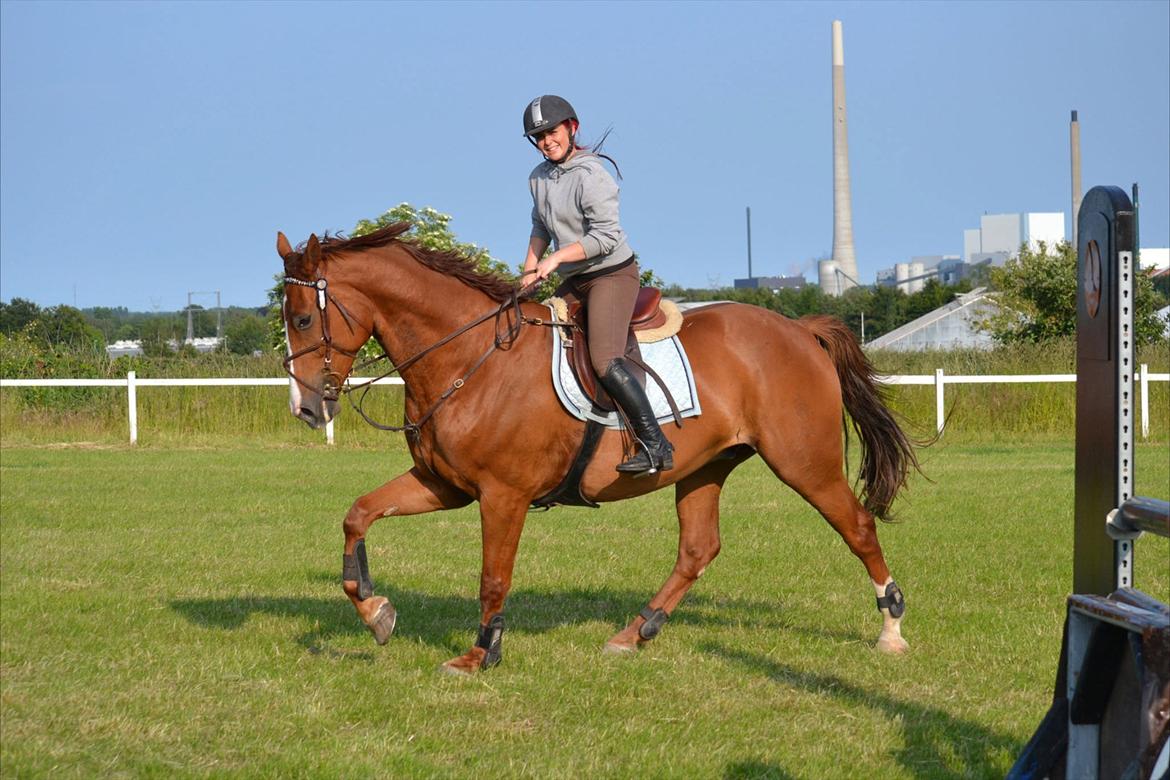 Westfaler Hovgaards Red Moon billede 6