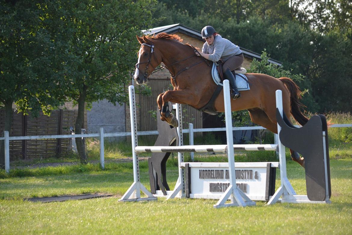 Westfaler Hovgaards Red Moon billede 7