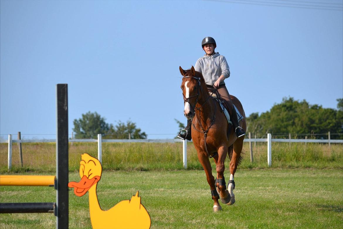 Westfaler Hovgaards Red Moon billede 8