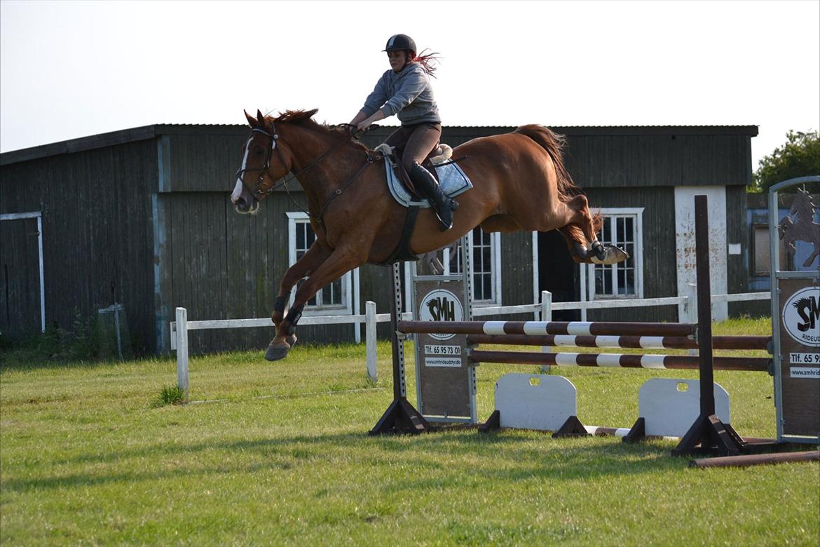 Westfaler Hovgaards Red Moon billede 9