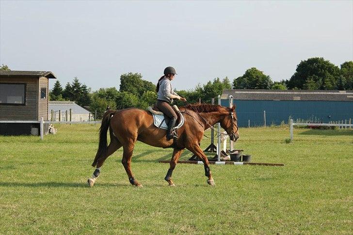 Westfaler Hovgaards Red Moon billede 13