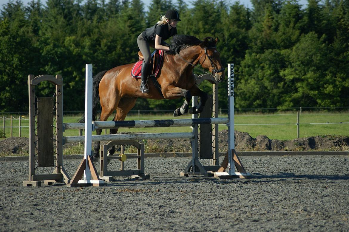 Holstener LASSE billede 19
