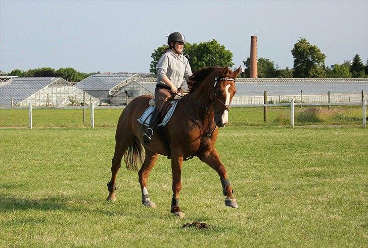 Westfaler Hovgaards Red Moon billede 14