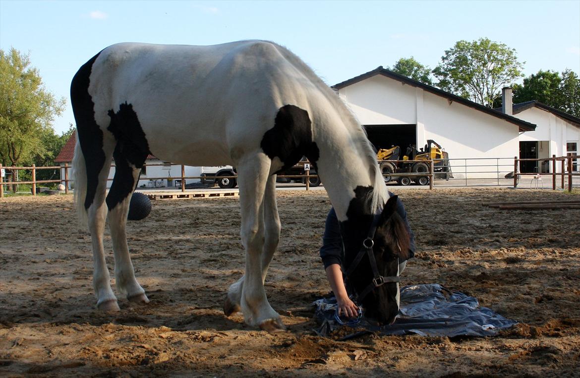 Tobiano Friesian - Amigo | Skovbjerggårds Frieser | - Drengen hilser lige på en plastik pose! (2012) billede 11