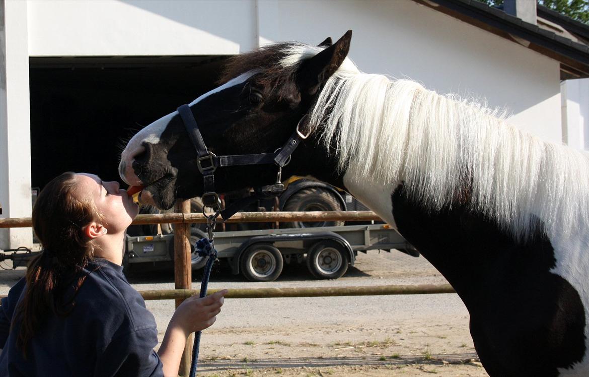 Tobiano Friesian - Amigo | Skovbjerggårds Frieser | - Et billede siger mere end tusind ord. ♥ (2012) billede 4