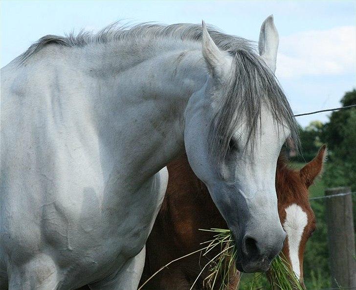 Arabisk fuldblod (OX) Carisma Bint Psaida - UDLÅNT - Juni 2012 billede 5