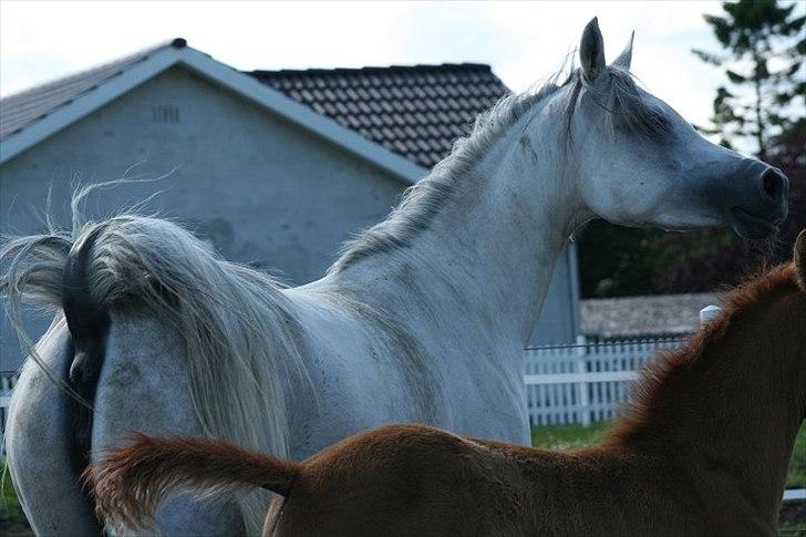 Arabisk fuldblod (OX) Carisma Bint Psaida - UDLÅNT - Juni 2012 billede 1