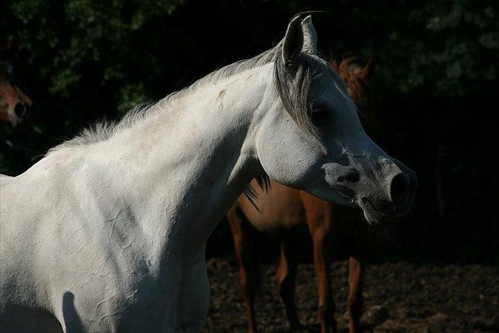 Arabisk fuldblod (OX) Carisma Bint Psaida - UDLÅNT - Juni 2012 billede 4