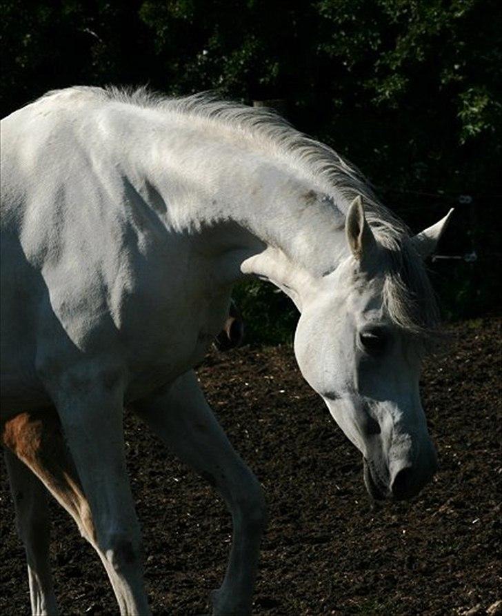 Arabisk fuldblod (OX) Carisma Bint Psaida - UDLÅNT - Juni 2012 billede 2