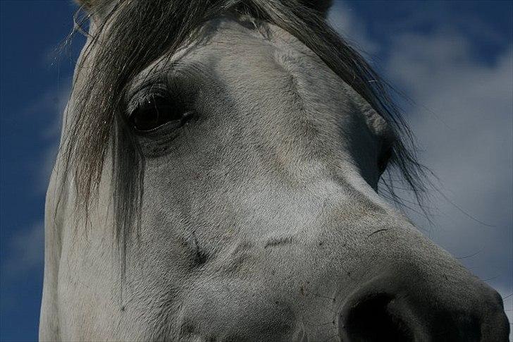 Arabisk fuldblod (OX) Carisma Bint Psaida - UDLÅNT - Juni 2012 billede 7