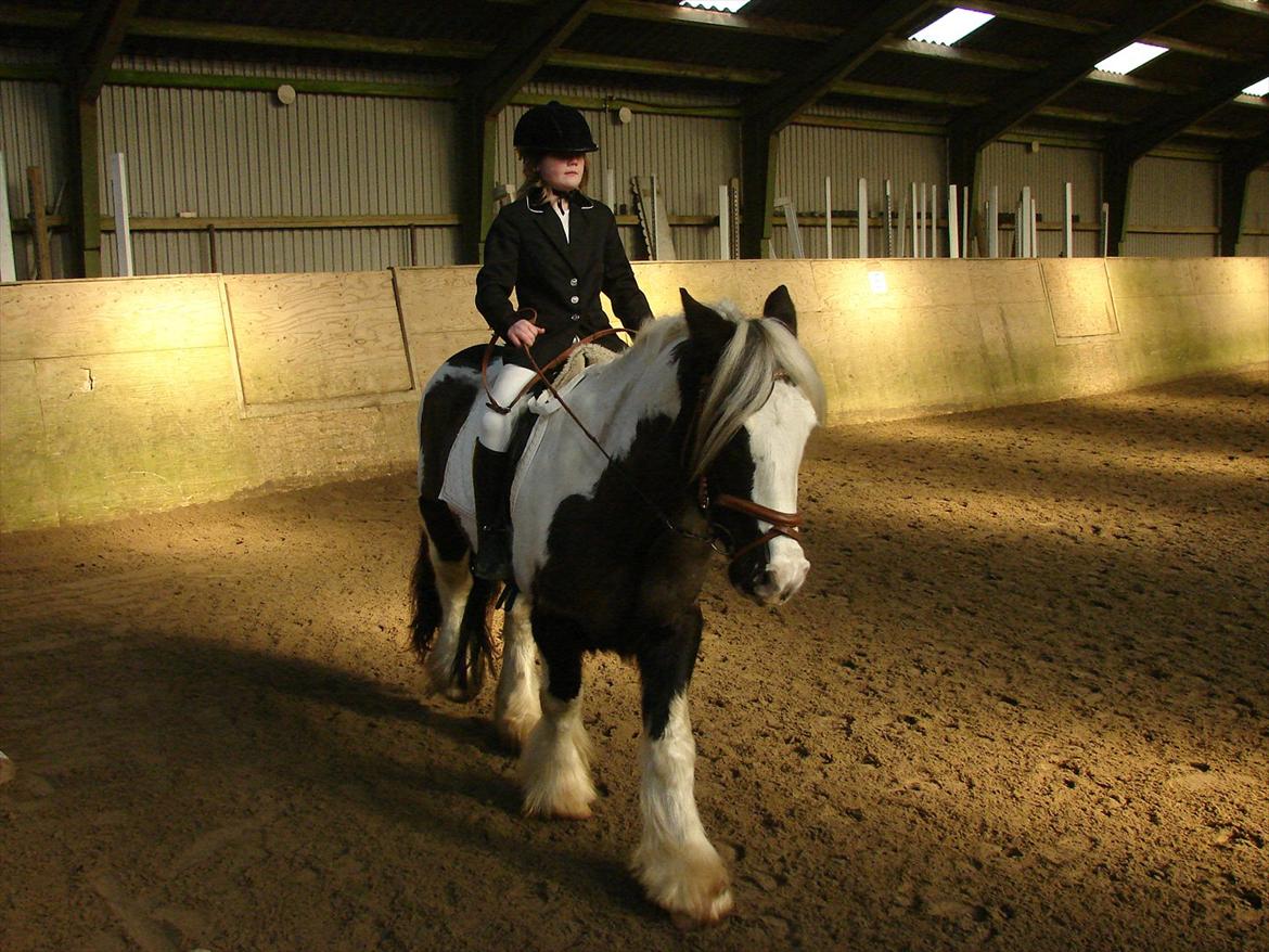 Irish Cob cronos regius (R.I.P) billede 16