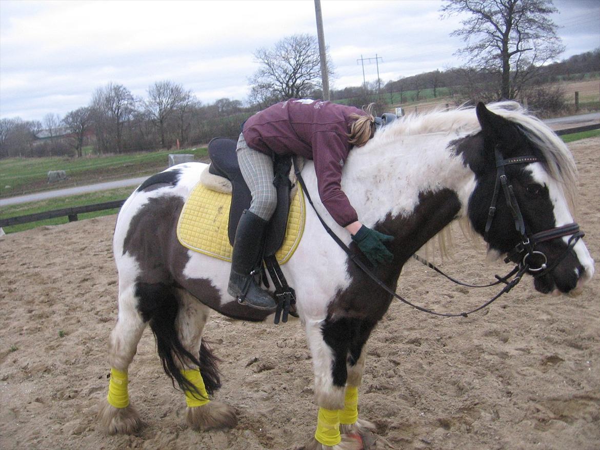 Irish Cob cronos regius (R.I.P) billede 17