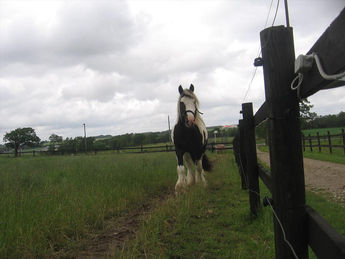 Irish Cob cronos regius (R.I.P) billede 18