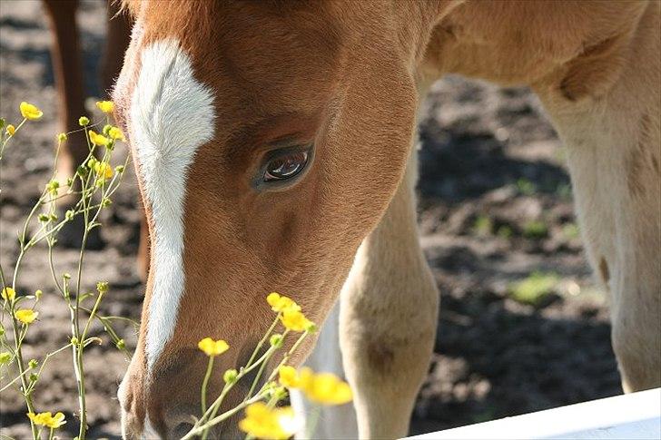 Arabisk fuldblod (OX) Castello APN - SOLGT - RIP 2017 - Juni 2012 billede 2