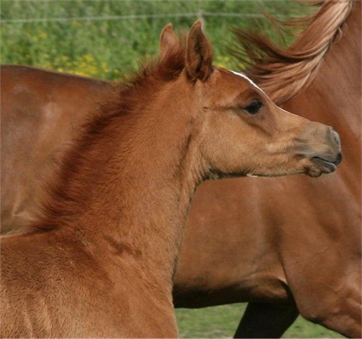 Arabisk fuldblod (OX) Castello APN - SOLGT - RIP 2017 - Juni 2012 billede 3