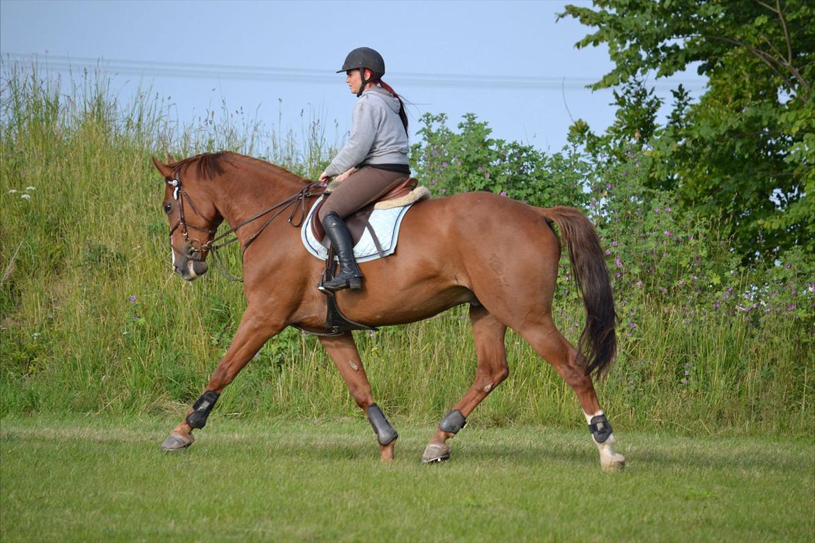 Westfaler Hovgaards Red Moon billede 15