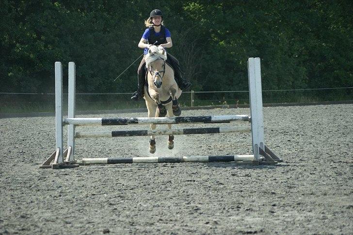 Fjordhest Refstrups Lucinda - Spring undervisning på TronsøSkolen 2012 -DET ER FORBUDT AT KOPIERE BILLEDERNE ! billede 2