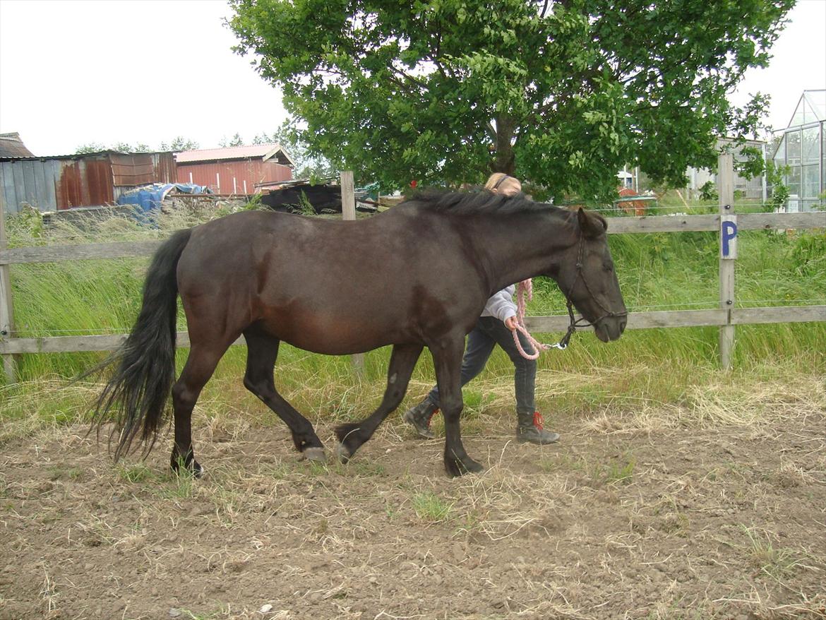 Anden særlig race Anastacia Diniel  - Træning af anastasia på ridebanen sammen med iris. Foto: Miig  billede 3