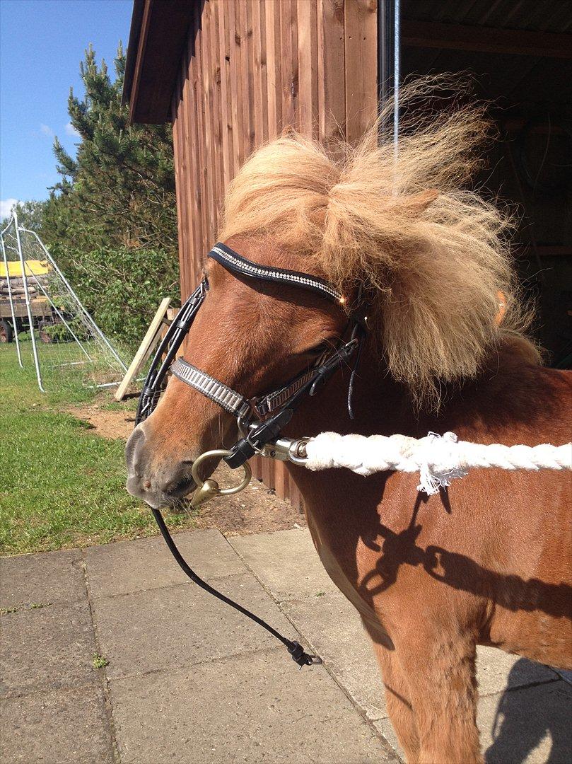 Anden særlig race Lindholms Surprice (Bertha) billede 5