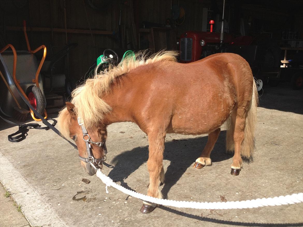 Anden særlig race Lindholms Surprice (Bertha) billede 6