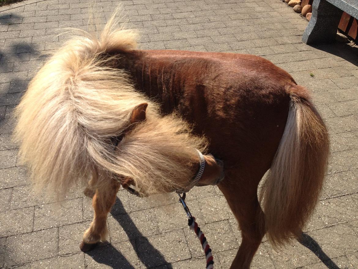 Anden særlig race Lindholms Surprice (Bertha) billede 8