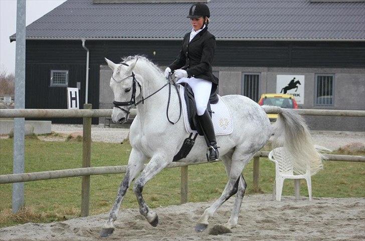 Trakehner Matata Dyrhave - Marts '12 billede 7