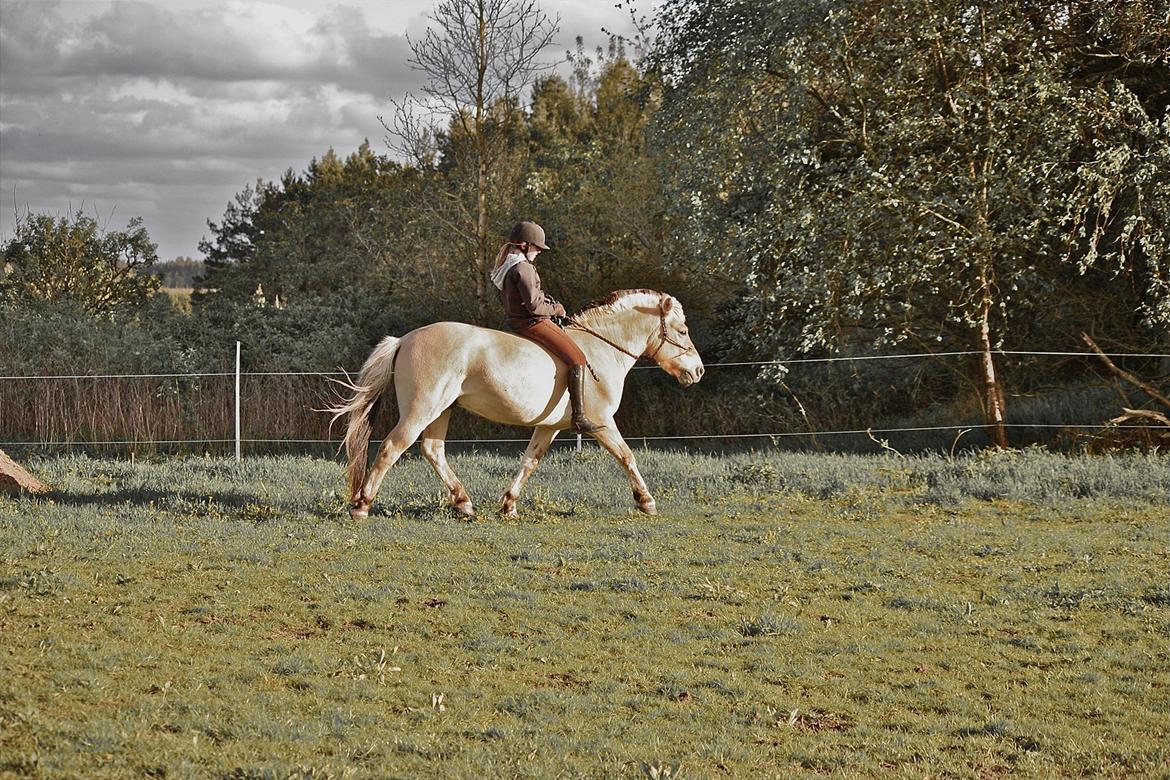 Fjordhest Ronaldo "Otto" Nordly - Bidløs ridning :) Vi bliver bedre og bedre til det :) billede 9