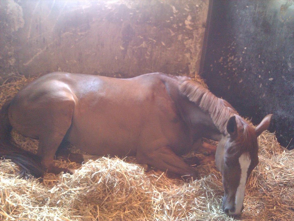 Trakehner Rosita (Bebs) - Bebs tager sig en morfar midt på dagen ;-) billede 17