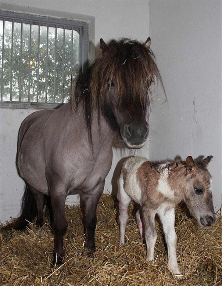 Shetlænder Pindstruphavens Nando - Mor og søn billede 5