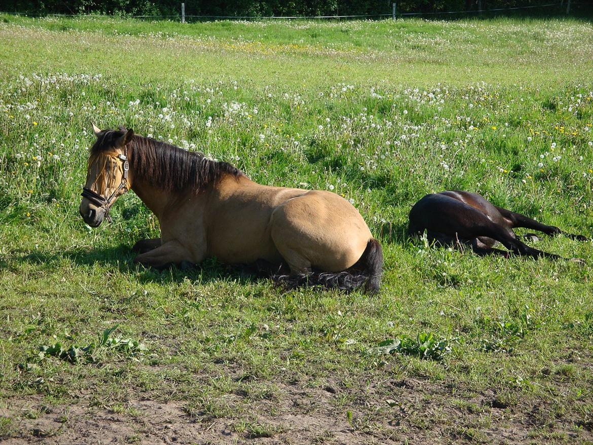 Anden særlig race Bratz <3 - En træt Brady og Athena d: billede 15