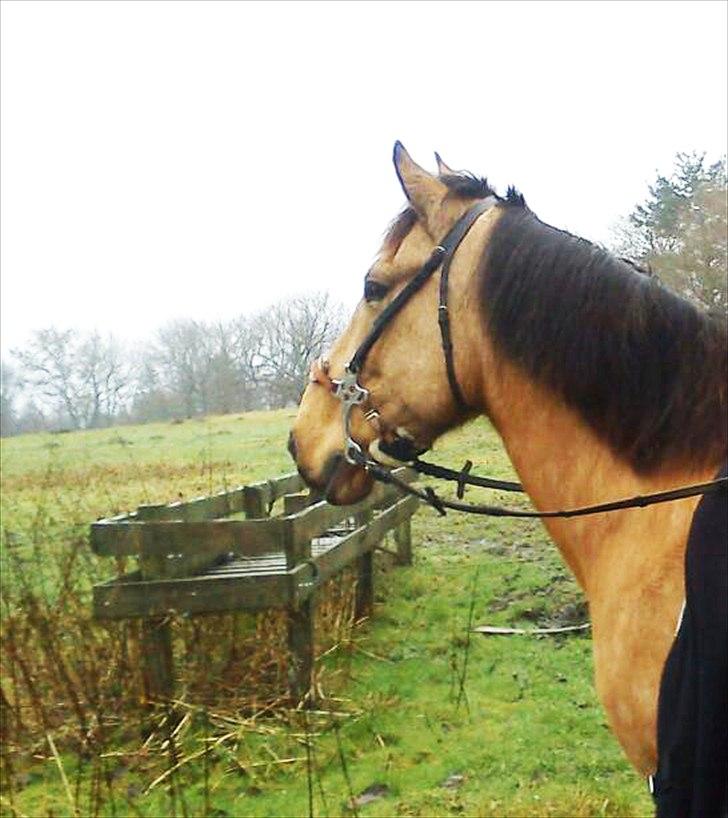 Anden særlig race Bratz <3 - Bratz som bidløs d: billede 17