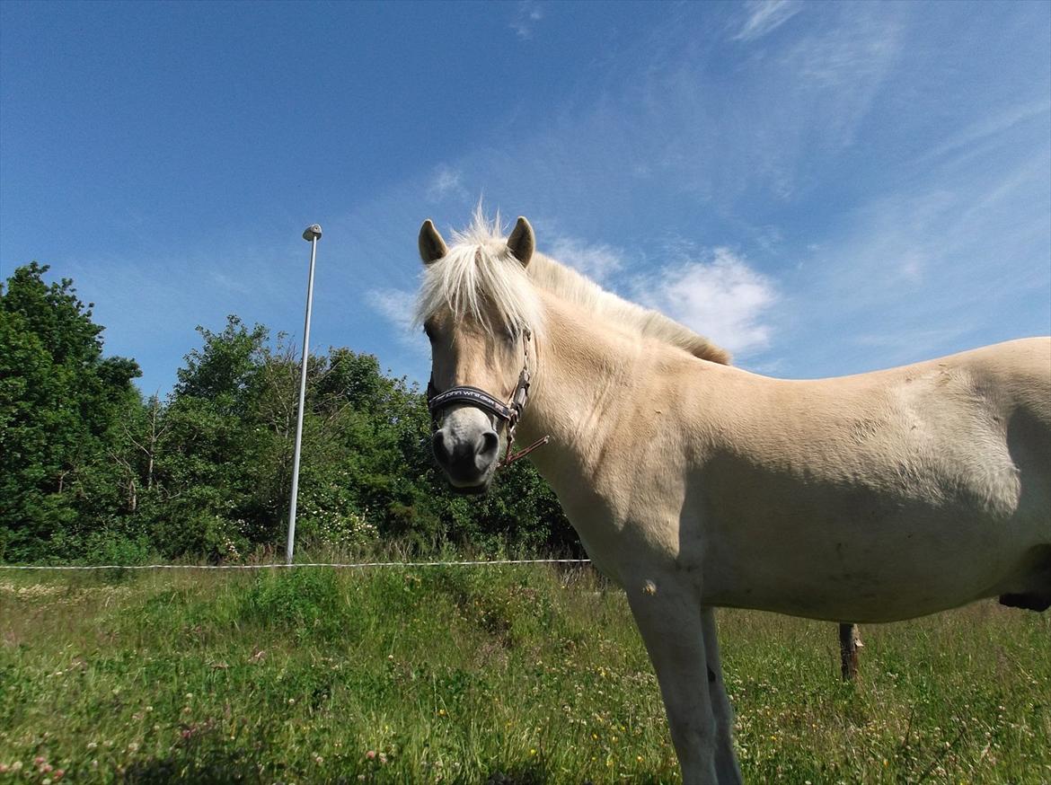 Fjordhest Oyvind Møldrup billede 6