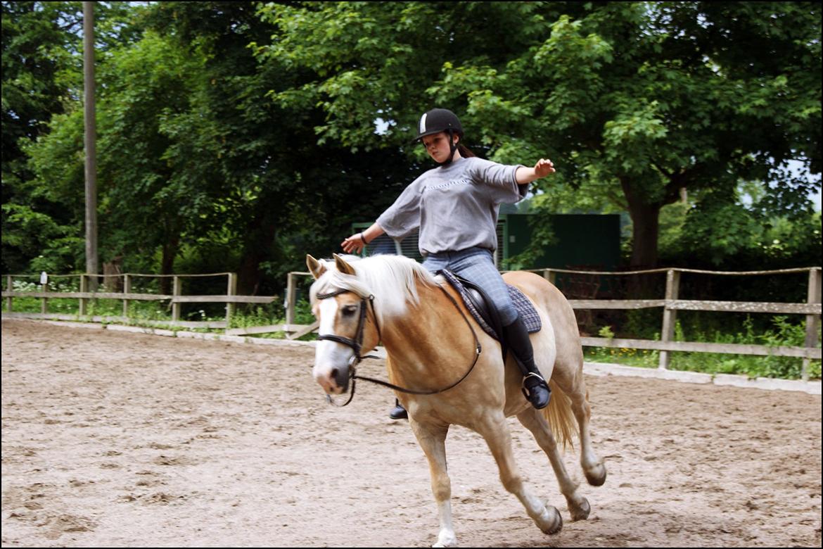 Haflinger bastian [tidl. part] :'( billede 15