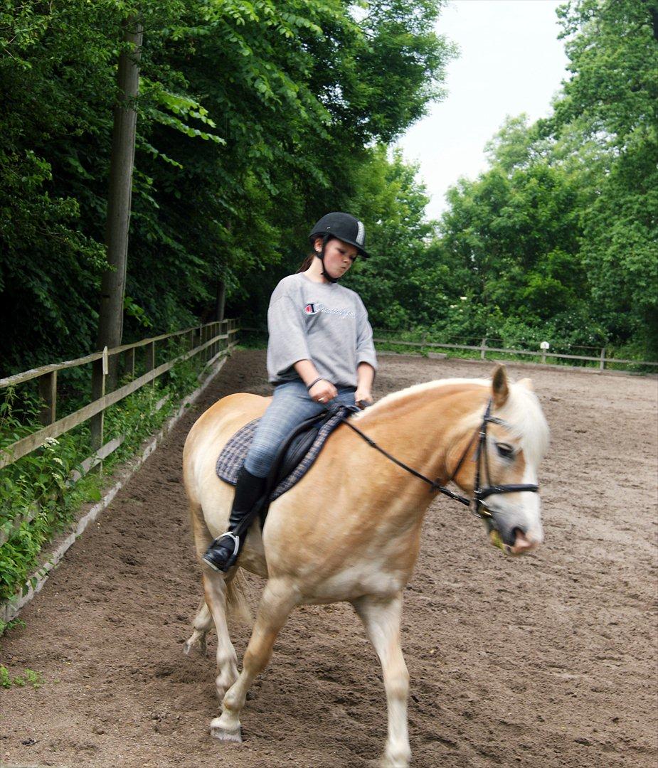 Haflinger bastian [tidl. part] :'( billede 16
