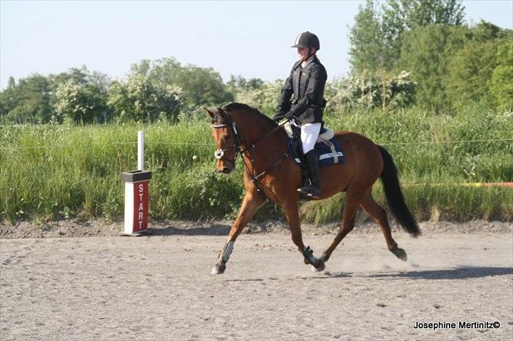 Anden særlig race Timon - <3 billede 5