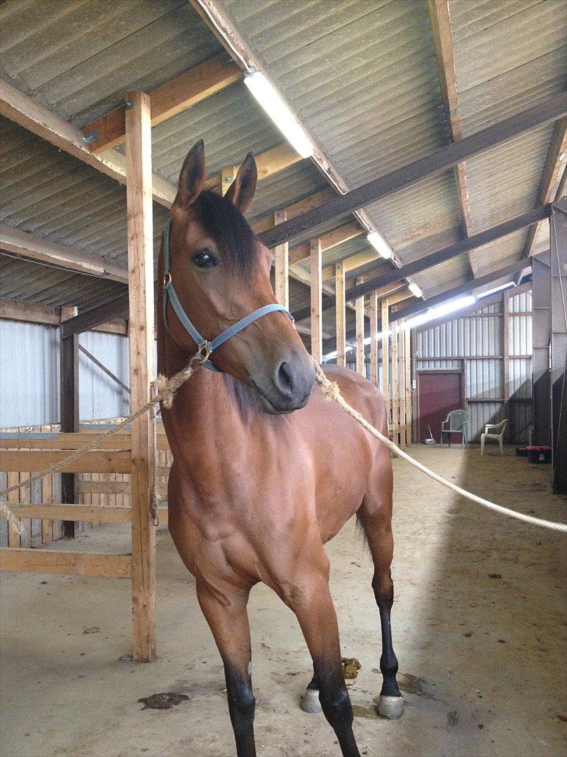 Traver Pema billede 1