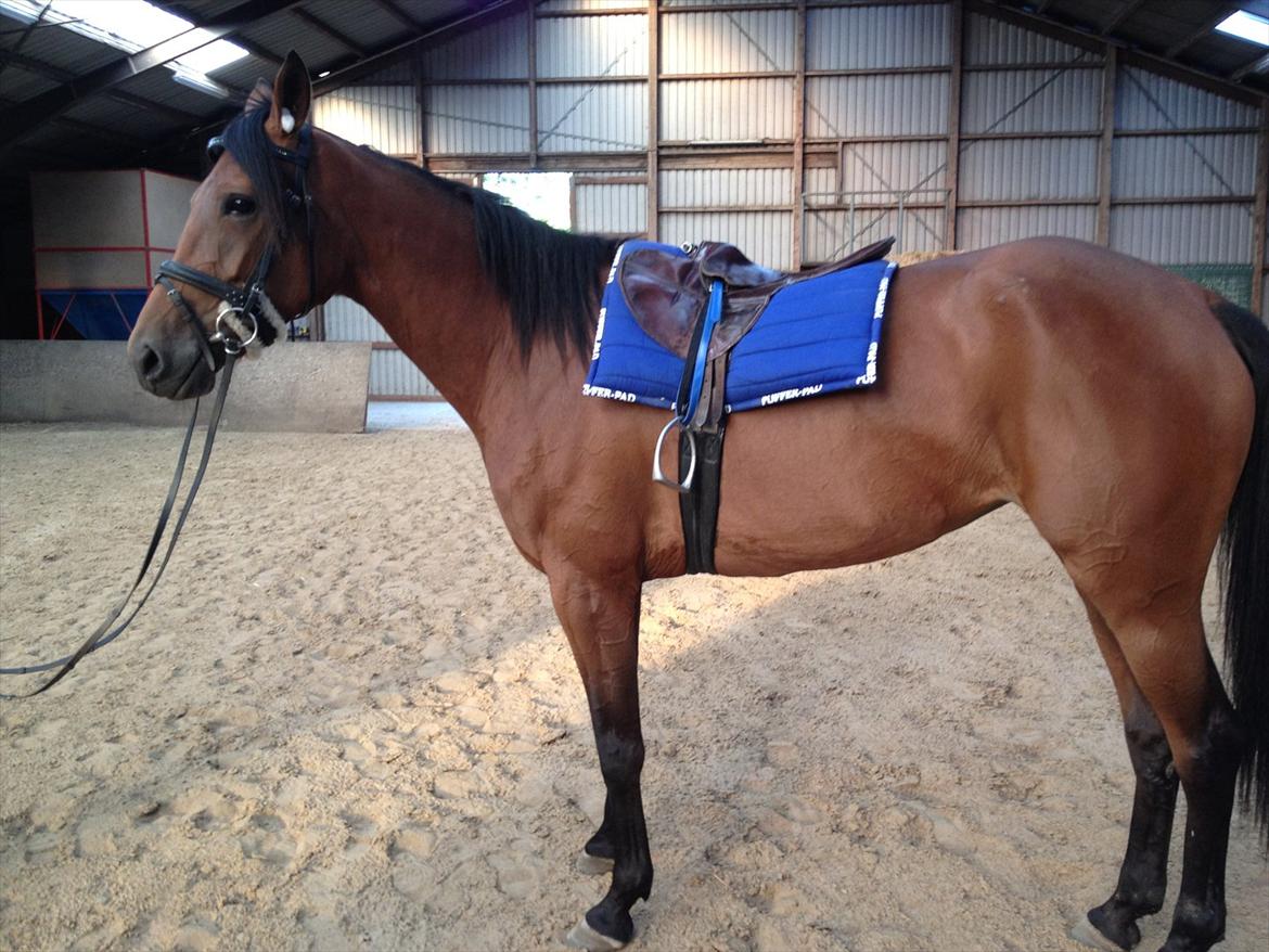 Traver Pema billede 2