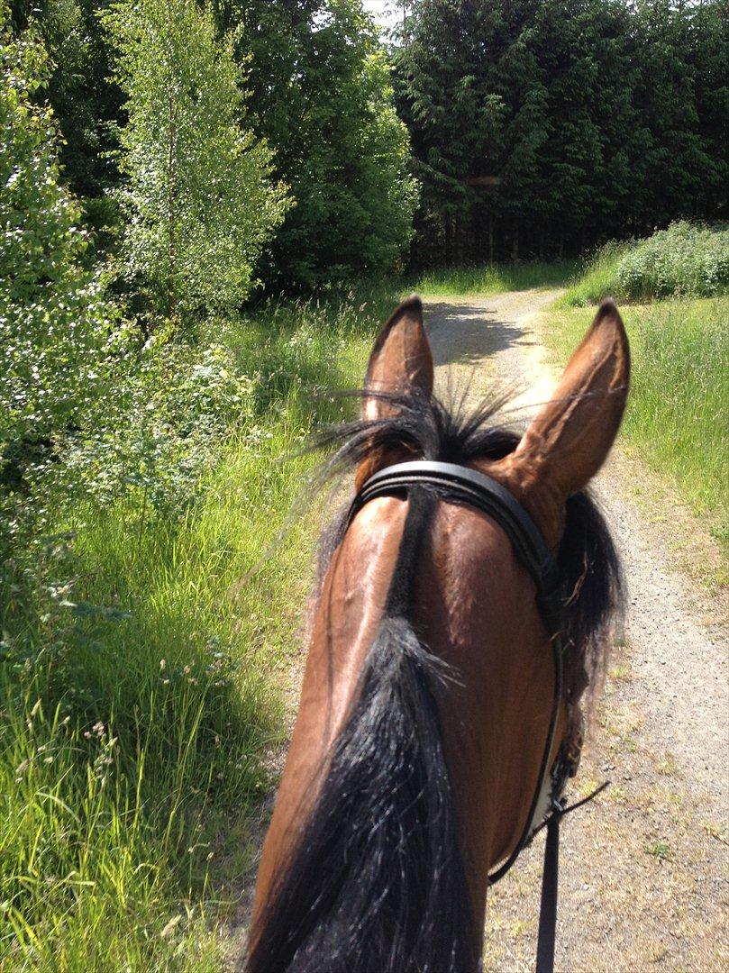 Traver Pema billede 3