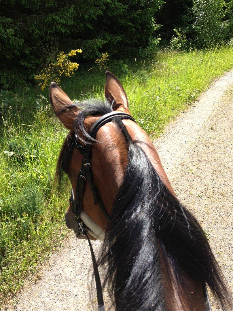 Traver Pema billede 4