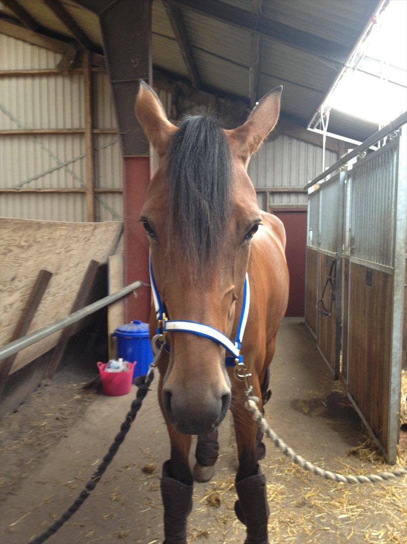 Traver Pema - ligner rigtig en som har fødselsdag billede 5